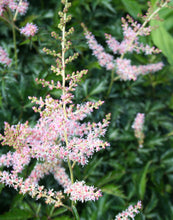 Load image into Gallery viewer, Astilbe 'Pink Lightning'