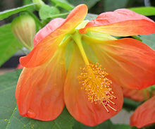 Load image into Gallery viewer, Abutilon 'Lucky Lantern'