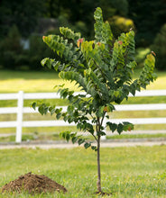 Load image into Gallery viewer, Eastern Redbud 'Ace of Hearts'