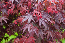Load image into Gallery viewer, Japanese Maple 'Bloodgood'