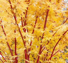Load image into Gallery viewer, Japanese Maple 'Sango kaku'