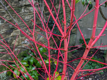Load image into Gallery viewer, Japanese Maple 'Sango kaku'
