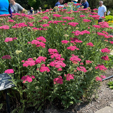 Load image into Gallery viewer, Achillea 'New Vintage Rose'