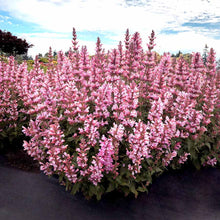 Load image into Gallery viewer, Agastache 'Pink Pearl'