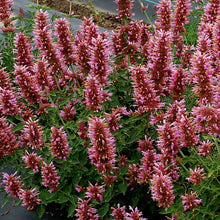 Load image into Gallery viewer, Agastache POQUITO™ 'Lavender'