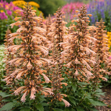 Load image into Gallery viewer, Agastache 'Honeysticks Sandstone'