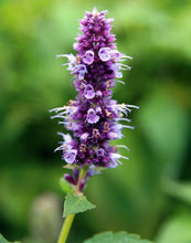 Load image into Gallery viewer, Agastache foeniculum