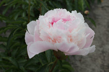 Load image into Gallery viewer, Peony 'Alertie'