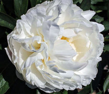 Load image into Gallery viewer, Peony 'Allan Rogers'
