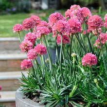 Load image into Gallery viewer, Armeria 'Dreamland'