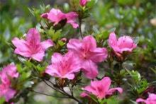 Load image into Gallery viewer, Azalea 'Rene Michelle'