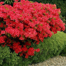 Load image into Gallery viewer, Azalea 'Stewartstonian'
