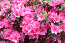 Load image into Gallery viewer, Azalea 'Tradition'