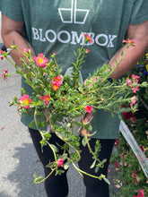 Load image into Gallery viewer, Portulaca