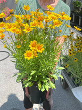 Load image into Gallery viewer, Coreopsis Li'l Bang™ 'Darling Clementine'