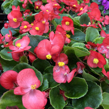 Load image into Gallery viewer, Begonia 'Bada Bing'