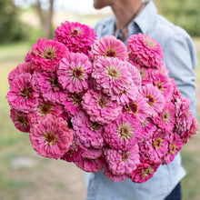 Load image into Gallery viewer, Zinnias