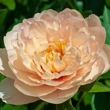 Load image into Gallery viewer, Peony 'Itoh Canary Brilliants'