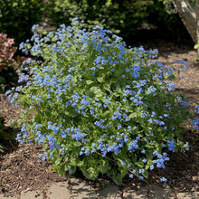 Load image into Gallery viewer, Brunnera 'Alexander's Great'