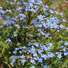 Load image into Gallery viewer, Brunnera 'Alexander's Great'