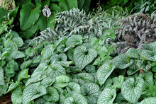 Load image into Gallery viewer, Brunnera 'Alexander's Great'