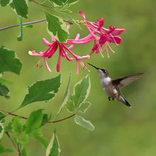 Load image into Gallery viewer, Lonicera 'Harlequin'