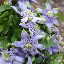 Load image into Gallery viewer, Clematis 'Blue Light'