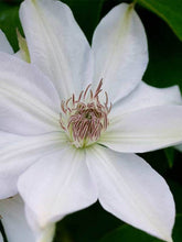 Load image into Gallery viewer, Clematis 'Henryi'