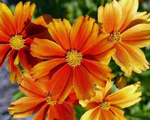 Load image into Gallery viewer, Coreopsis Li'l Bang™ 'Darling Clementine'