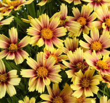 Load image into Gallery viewer, Coreopsis 'Sunset Burst'