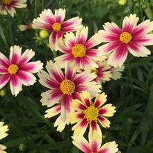 Load image into Gallery viewer, Coreopsis Li'l Bang™ 'Candy Stripes'