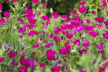 Load image into Gallery viewer, Callirhoe involucrata (Wine cups)