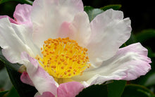 Load image into Gallery viewer, Camellia 'Hana Jinman'