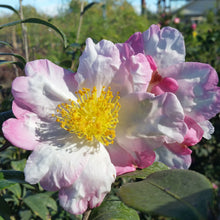 Load image into Gallery viewer, Camellia 'Hana Jinman'