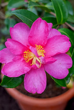 Load image into Gallery viewer, Camellia 'Kanjiro'