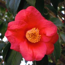 Load image into Gallery viewer, Camellia 'Greensboro Red'