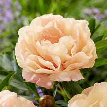 Load image into Gallery viewer, Peony 'Itoh Canary Brilliants'