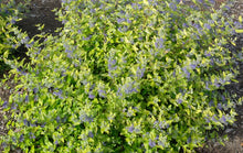 Load image into Gallery viewer, Caryopteris 'Gold Crest'