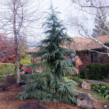 Load image into Gallery viewer, Deodar Cedar
