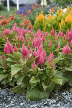 Load image into Gallery viewer, Celosia