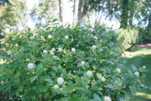 Load image into Gallery viewer, Button Bush 'Sugar Shack'