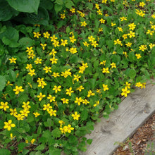 Load image into Gallery viewer, Chrysogonum virginianum 'Allen Bush'