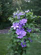 Load image into Gallery viewer, Clematis 'Blue Light'