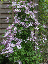 Load image into Gallery viewer, Clematis 'Samaritan Jo'