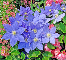 Load image into Gallery viewer, Clematis 'H. F. Young'