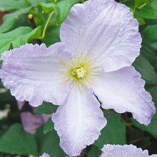 Load image into Gallery viewer, Clematis 'Blue Angel'