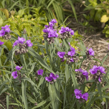 Load image into Gallery viewer, Tradescantia 'Concord Grape'