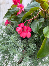 Load image into Gallery viewer, Hanging Basket- Red Begonia + Lotus Vine