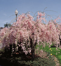 Load image into Gallery viewer, Cherry Tree 'Weeping Subhirtella'