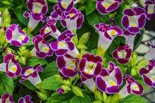 Load image into Gallery viewer, Torenia